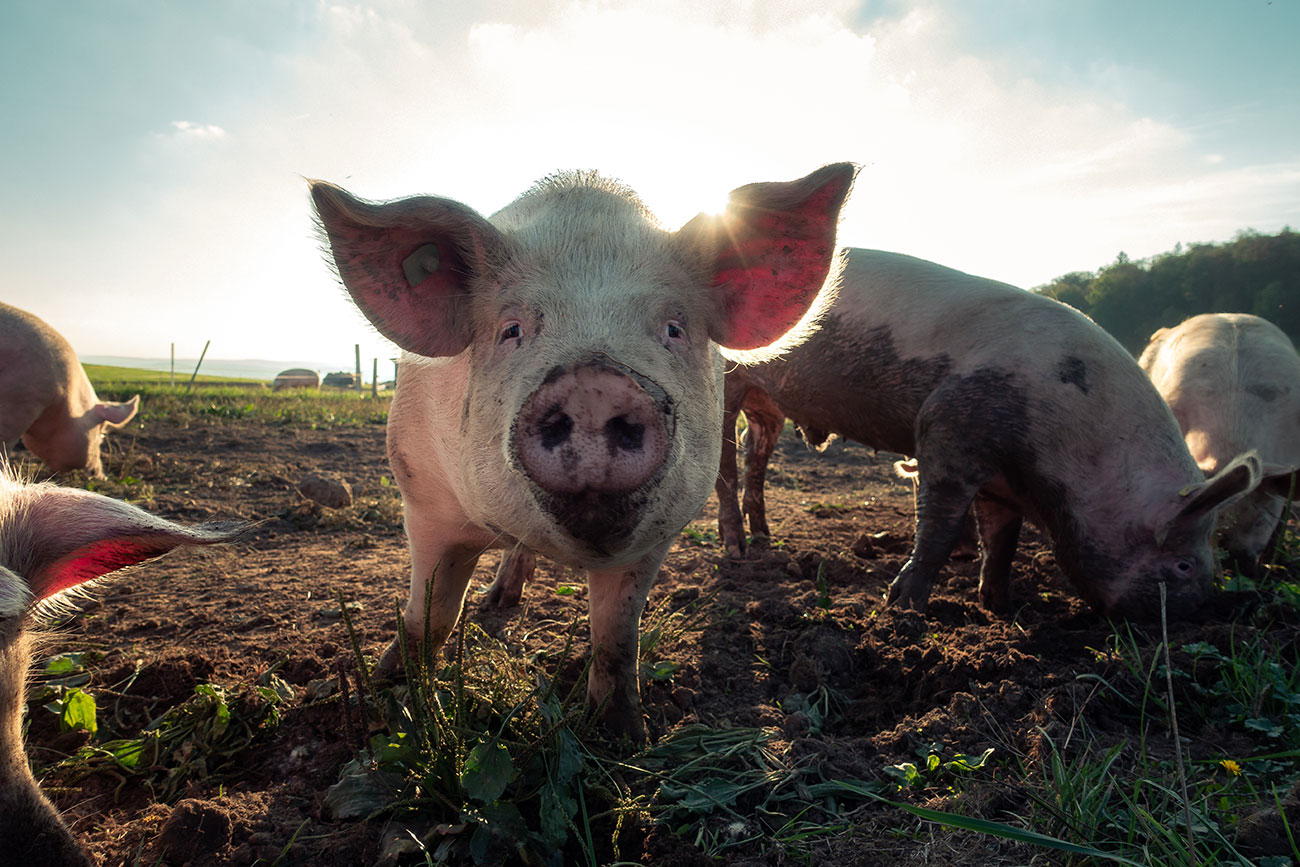 online dating pig experiment